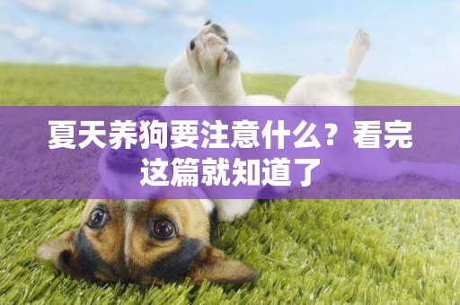 夏天養狗要注意什么？看完這篇就知道了