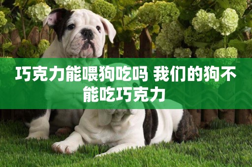 巧克力能喂狗吃嗎 我們的狗不能吃巧克力 