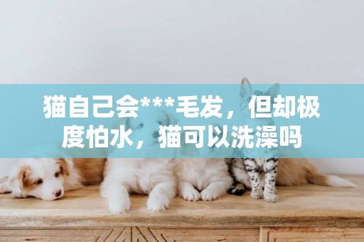 貓自己會***毛發，但卻極度怕水，貓可以洗澡嗎