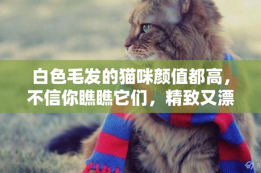 白色毛發的貓咪顏值都高，不信你瞧瞧它們，精致又漂亮！