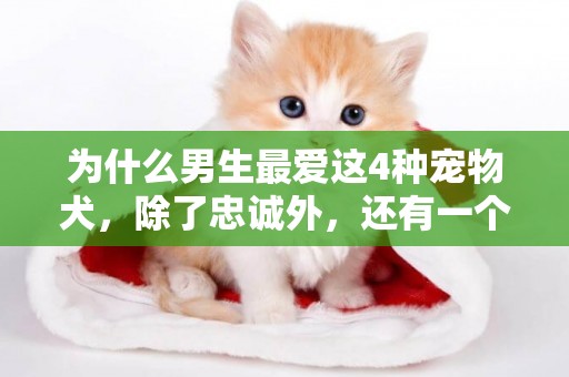 為什么男生最愛這4種寵物犬，除了忠誠外，還有一個原因來自它