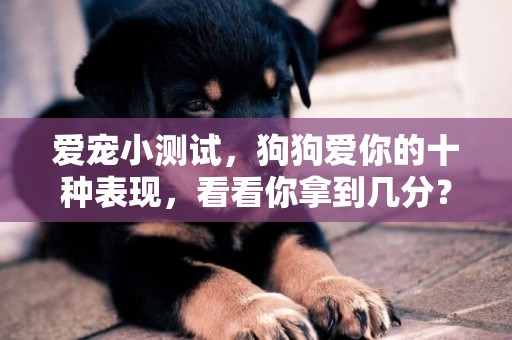 愛寵小測試，狗狗愛你的十種表現，看看你拿到幾分？