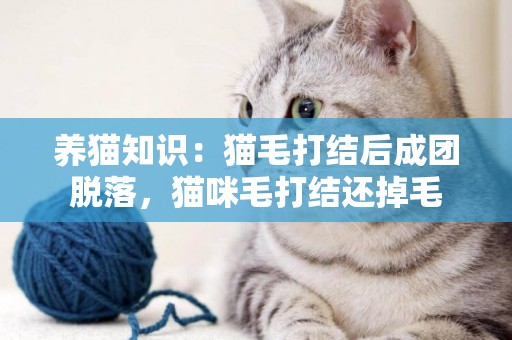養貓知識：貓毛打結后成團脫落，貓咪毛打結還掉毛