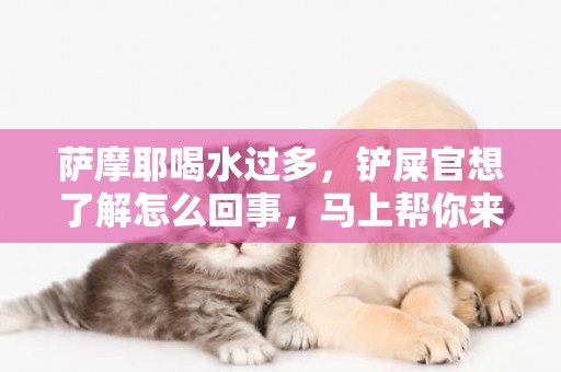薩摩耶喝水過多，鏟屎官想了解怎么回事，馬上幫你來解答