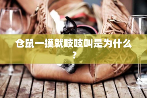 倉鼠一摸就吱吱叫是為什么？