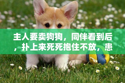 主人要賣狗狗，同伴看到后，撲上來死死抱住不放，患難見真情