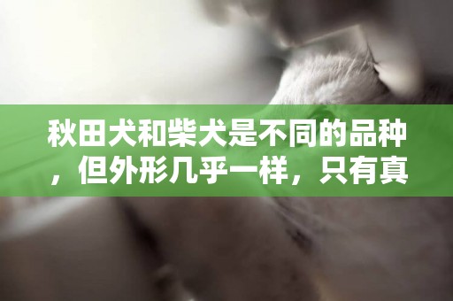 秋田犬和柴犬是不同的品種，但外形幾乎一樣，只有真愛才能分辨