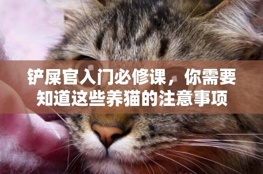 鏟屎官入門必修課，你需要知道這些養貓的注意事項