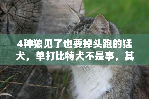 4種狼見了也要掉頭跑的猛犬，單打比特犬不是事，其中一種在中國