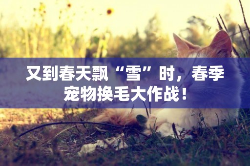 又到春天飄“雪”時，春季寵物換毛大作戰！
