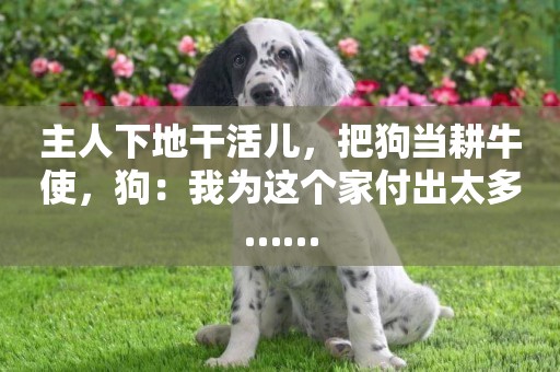 主人下地干活兒，把狗當耕牛使，狗：我為這個家付出太多……