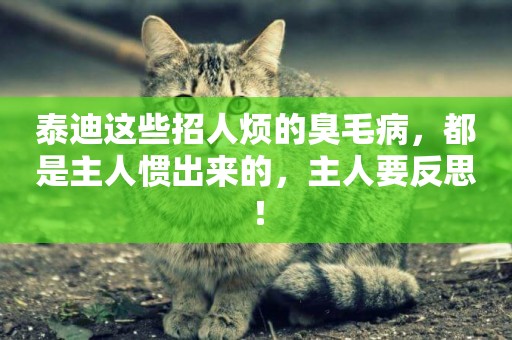泰迪這些招人煩的臭毛病，都是主人慣出來的，主人要反思！