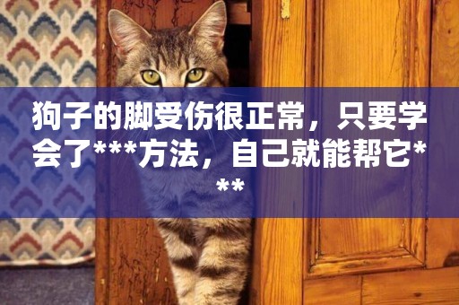 狗子的腳受傷很正常，只要學會了***方法，自己就能幫它***
