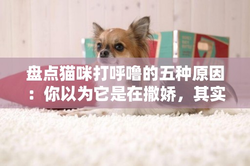 盤點貓咪打呼嚕的五種原因：你以為它是在撒嬌，其實它只想靜靜