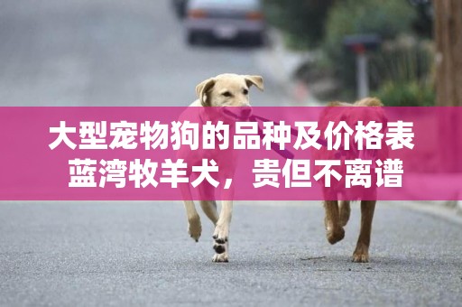 大型寵物狗的品種及價格表 藍灣牧羊犬，貴但不離譜 