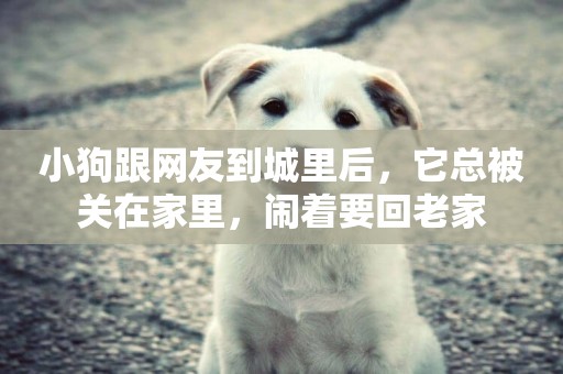 小狗跟網友到城里后，它總被關在家里，鬧著要回老家