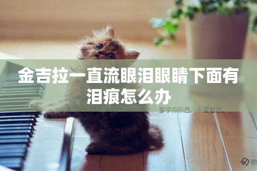 金吉拉一直流眼淚眼睛下面有淚痕怎么辦