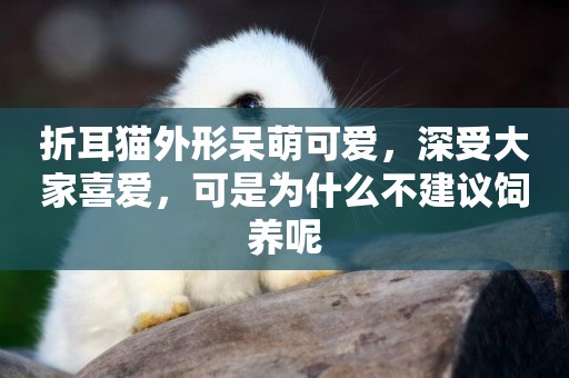 折耳貓外形呆萌可愛，深受大家喜愛，可是為什么不建議飼養呢