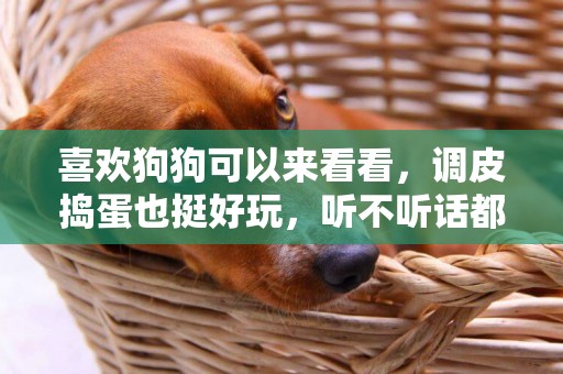 喜歡狗狗可以來看看，調皮搗蛋也挺好玩，聽不聽話都好玩