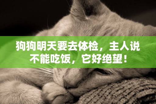 狗狗明天要去體檢，主人說不能吃飯，它好絕望！