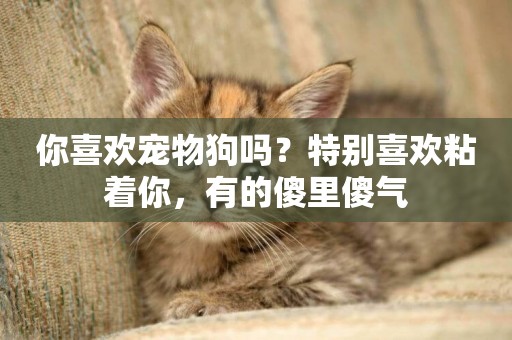 你喜歡寵物狗嗎？特別喜歡粘著你，有的傻里傻氣
