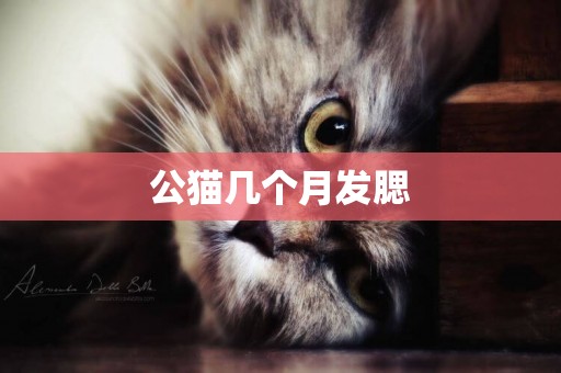 公貓幾個月發腮