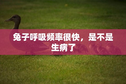 兔子呼吸頻率很快，是不是生病了