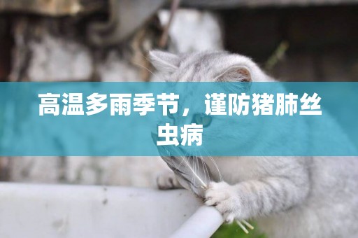 高溫多雨季節，謹防豬肺絲蟲病