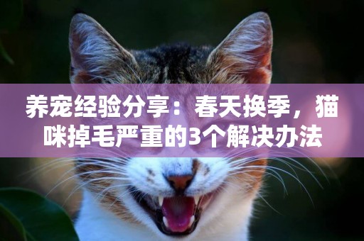 養寵經驗分享：春天換季，貓咪掉毛嚴重的3個解決辦法