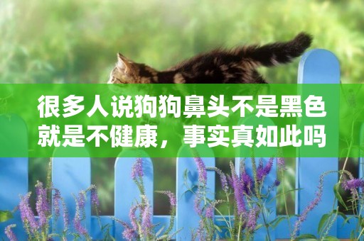 很多人說狗狗鼻頭不是黑色就是不健康，事實真如此嗎