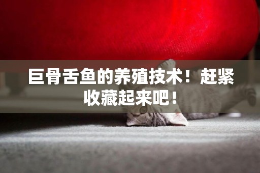 巨骨舌魚的養殖技術！趕緊收藏起來吧！