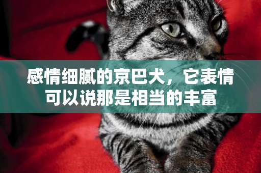 感情細膩的京巴犬，它表情可以說那是相當的豐富
