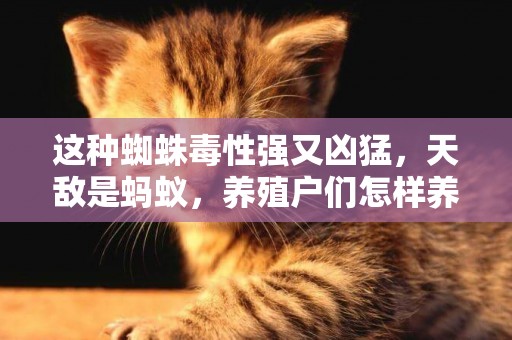 這種蜘蛛毒性強又兇猛，天敵是螞蟻，養殖戶們怎樣養殖這樣的蜘蛛