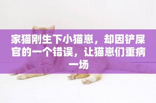 家貓剛生下小貓崽，卻因鏟屎官的一個錯誤，讓貓崽們重病一場