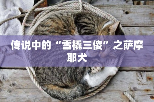 傳說中的“雪橇三傻”之薩摩耶犬