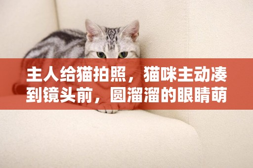 主人給貓拍照，貓咪主動湊到鏡頭前，圓溜溜的眼睛萌化主人