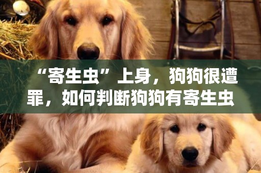 “寄生蟲”上身，狗狗很遭罪，如何判斷狗狗有寄生蟲？