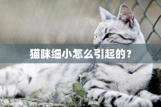 貓瞇細小怎么引起的？