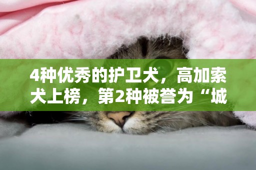 4種優秀的護衛犬，高加索犬上榜，第2種被譽為“城市最佳護衛犬”