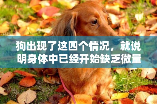 狗出現了這四個情況，就說明身體中已經開始缺乏微量元素了