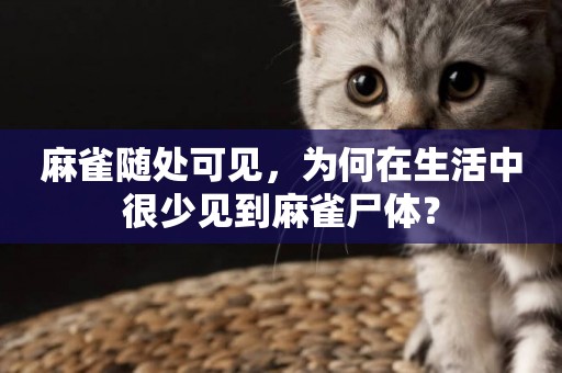 麻雀隨處可見，為何在生活中很少見到麻雀尸體？