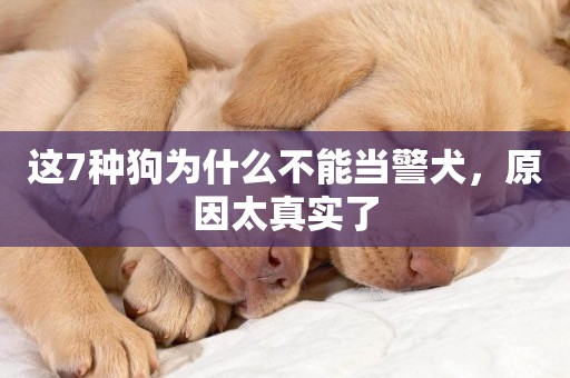 這7種狗為什么不能當警犬，原因太真實了