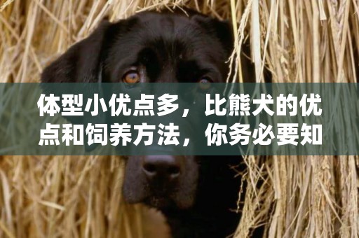 體型小優點多，比熊犬的優點和飼養方法，你務必要知道
