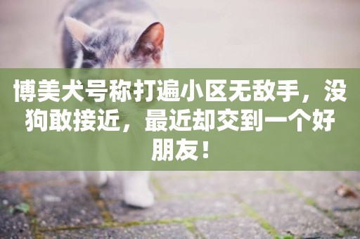 博美犬號稱打遍小區無敵手，沒狗敢接近，最近卻交到一個好朋友！