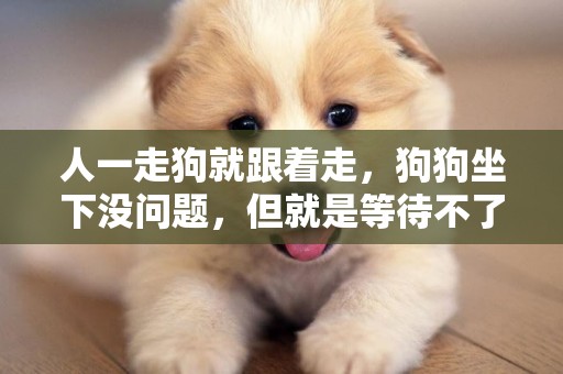 人一走狗就跟著走，狗狗坐下沒問題，但就是等待不了！
