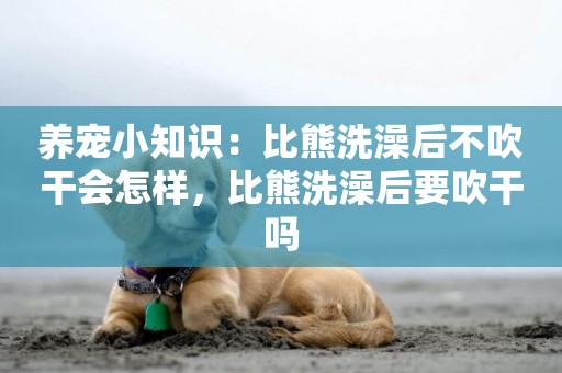 養寵小知識：比熊洗澡后不吹干會怎樣，比熊洗澡后要吹干嗎