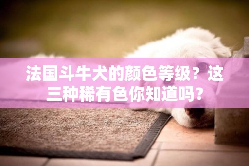 法國斗牛犬的顏色等級？這三種稀有色你知道嗎？