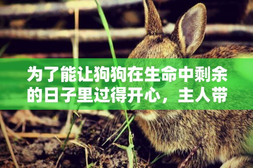 為了能讓狗狗在生命中剩余的日子里過得開心，主人帶它做了這些事