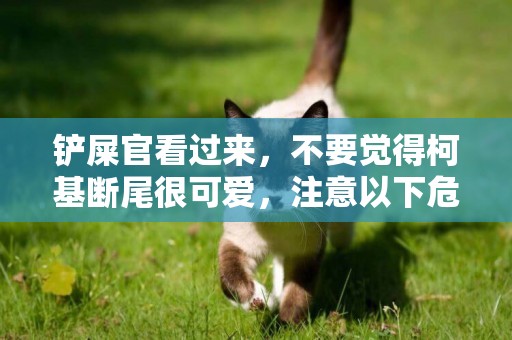鏟屎官看過來，不要覺得柯基斷尾很可愛，注意以下危害。