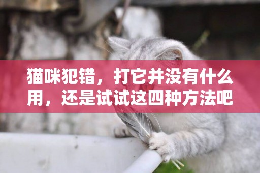 貓咪犯錯，打它并沒有什么用，還是試試這四種方法吧